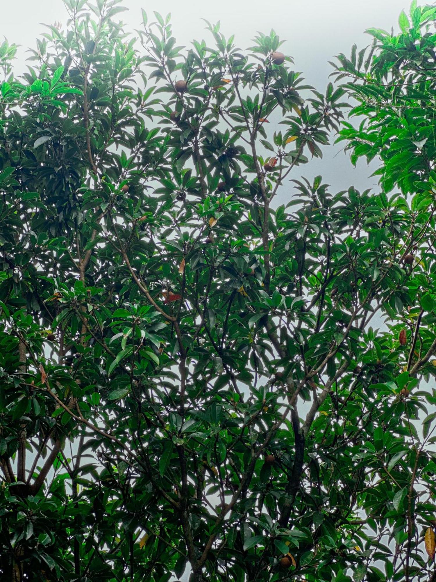 Janiro Tea Trees Villas Vythiri Exterior foto