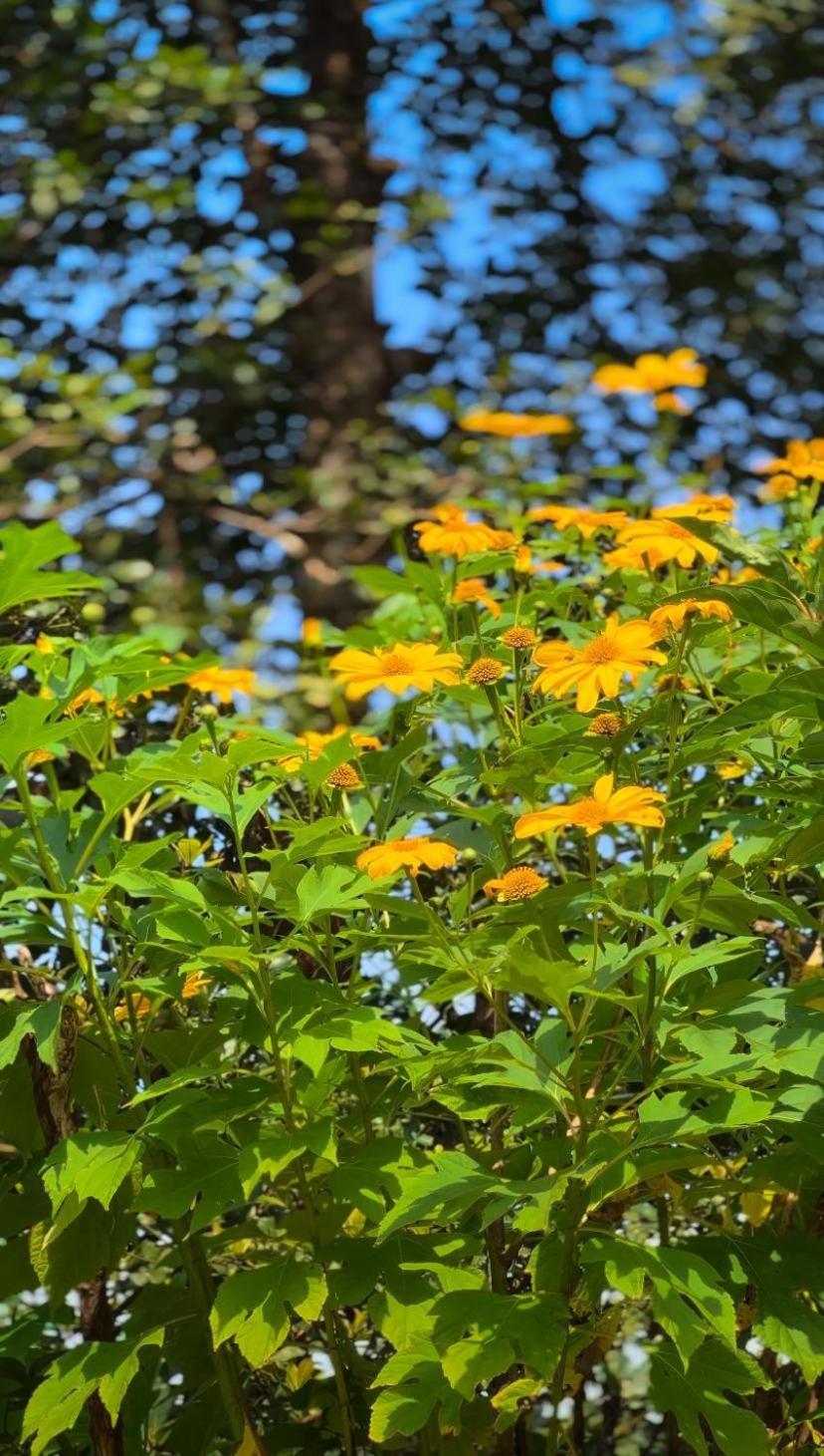 Janiro Tea Trees Villas Vythiri Exterior foto