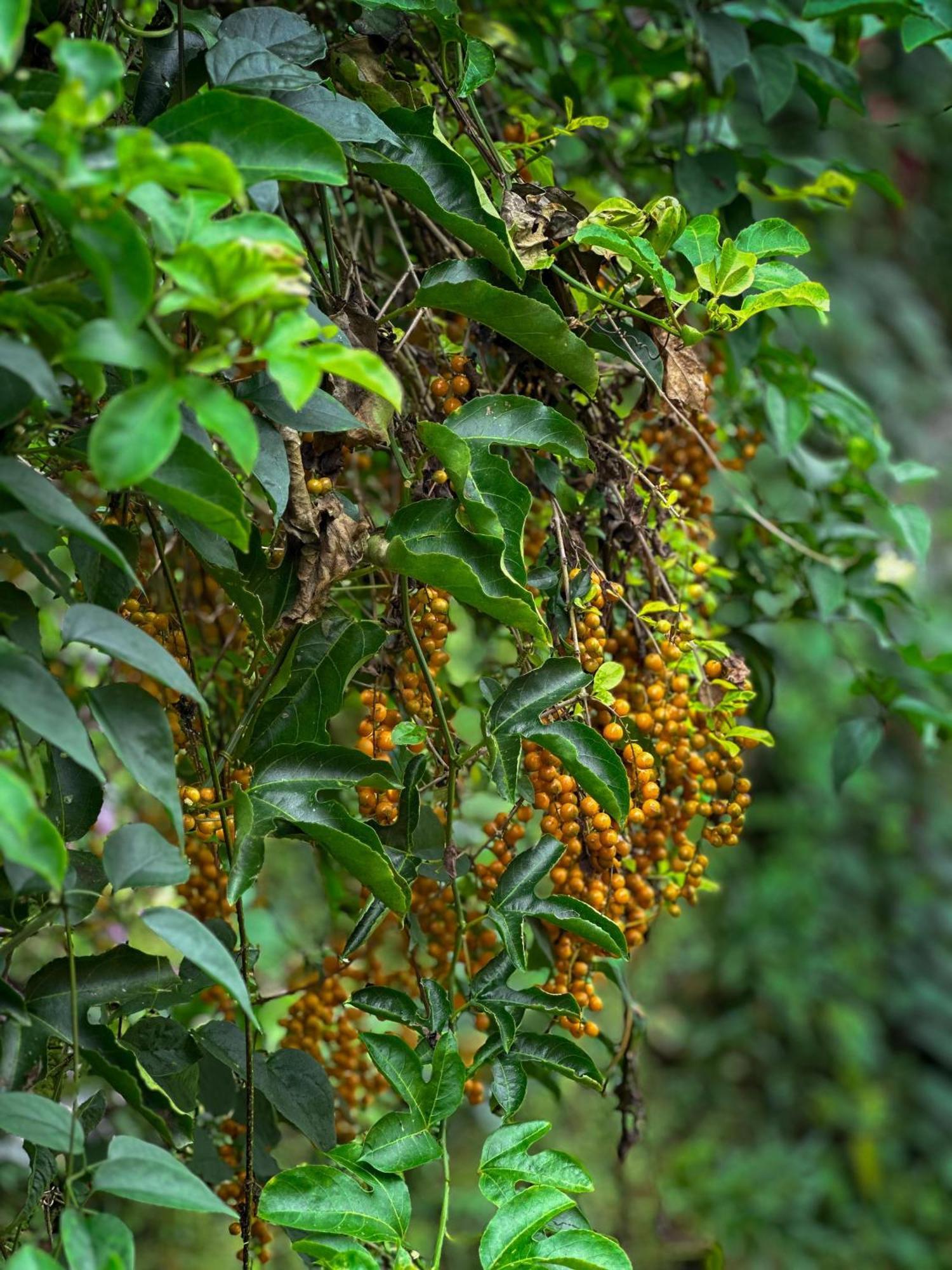 Janiro Tea Trees Villas Vythiri Exterior foto