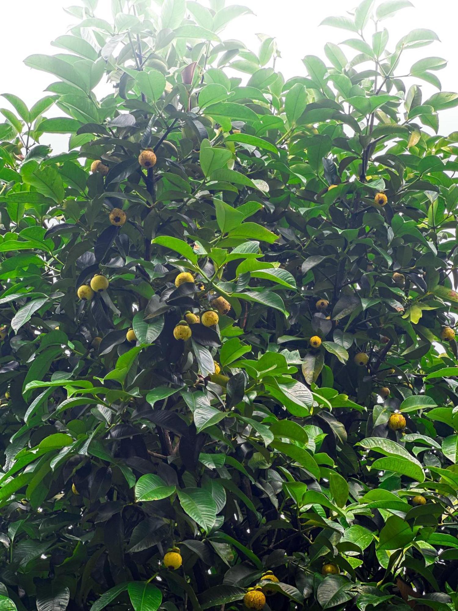Janiro Tea Trees Villas Vythiri Exterior foto